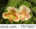Paphiopedilum Paphiopedilum 7973807