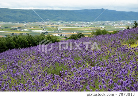 Lavender field and Furano basin Lavender field and Furano basin 7973813