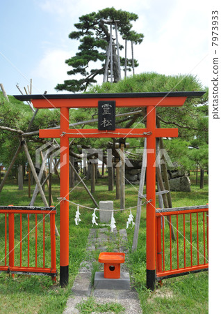 在Karasaki的滋賀Karasaki寺廟杉樹 7973933