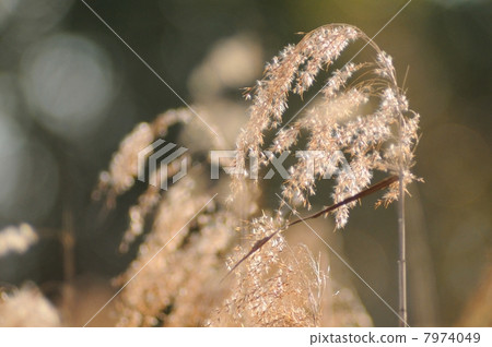 Susuki Susuki 7974049