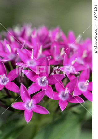 五硫化二磷 7974153