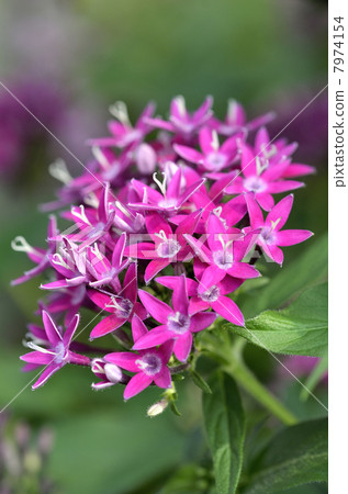 五硫化二磷 7974154