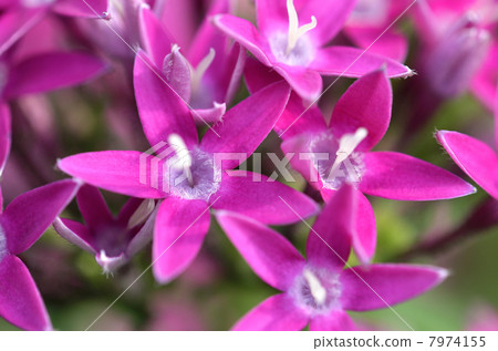 Pentas Pentas 7974155