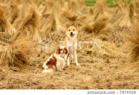 Two dogs sitting in a rice crop rice field 7974509