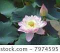 一朵略帶白色的蓮花 7974595