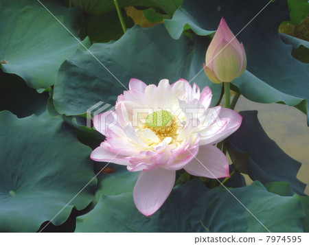 一朵略帶白色的蓮花 7974595