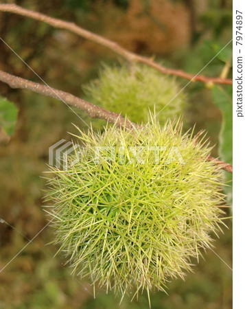 Chestnut  7974897