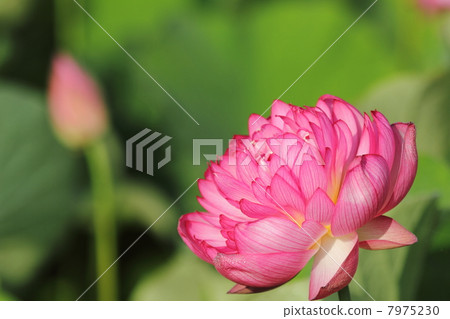 雙蓮花雙花 7975230