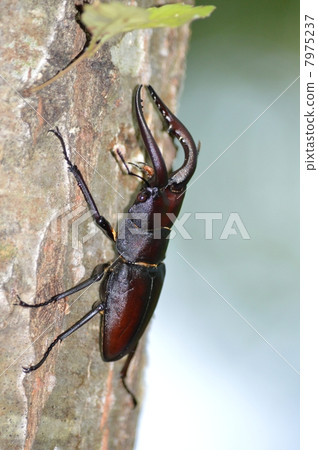 照片 爬行动物_昆虫_恐龙 昆虫_虫子 锹形虫 锹形虫 野生动物 锯齿状