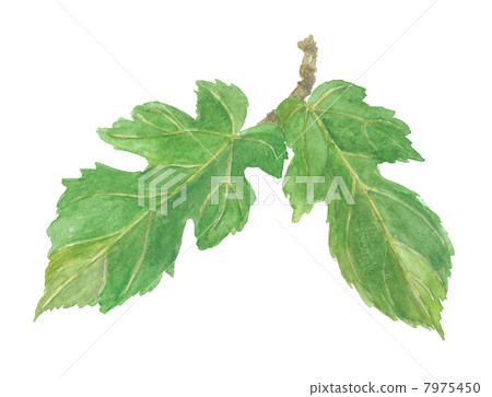 Mulberry leaves 7975450