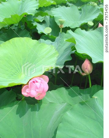 Lotus flower  7975456
