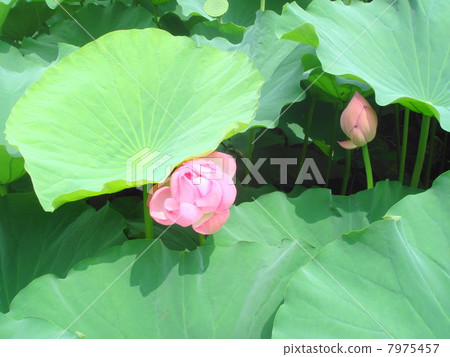 Lotus flower  7975457