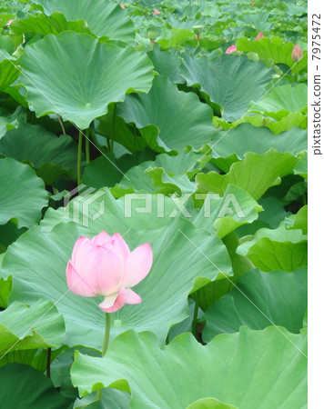 Lotus flower  7975472