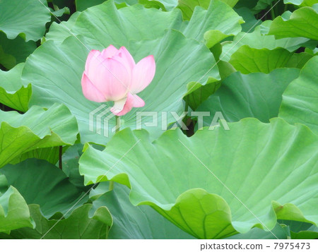 Lotus flower  7975473