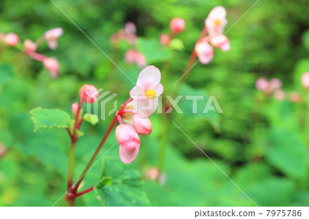 Shukidou之花 Shukidou之花 7975786