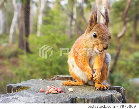 Squirrel with nuts and summer forest on background wild nature thematic (Sciurus vulgaris, rodent) Squirrel with nuts and summer forest on background wild nature thematic (Sciurus vulgaris, rodent) 7975869