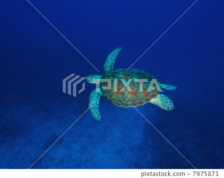 Sea turtle Sea turtle 7975871