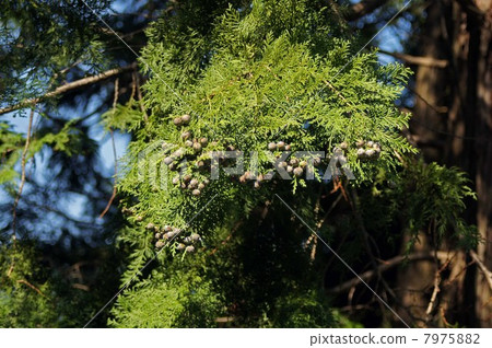 Cypress cones Cypress cones 7975882