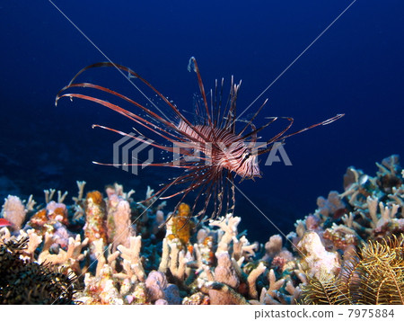 Hanturkey魚 7975884