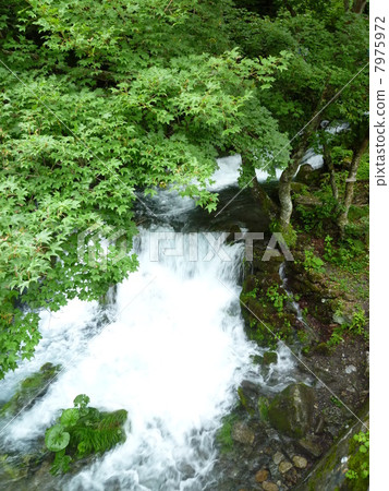 在岩手縣泉泉洞前面清除潮流 7975972