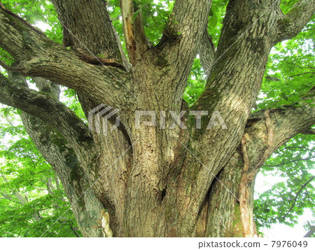 在北海道哈馬的Senbon Hara玩偶 7976049