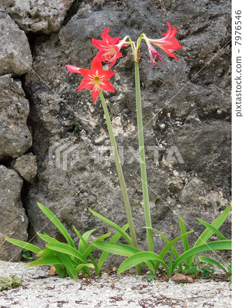 Taketomijima flower 7976546
