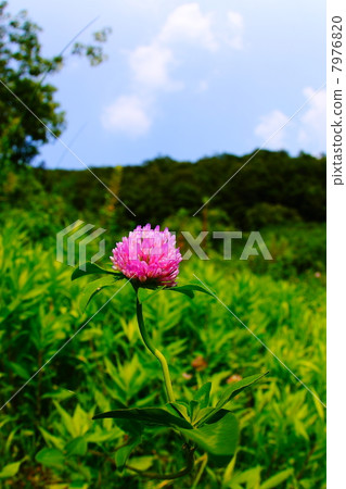 紅三葉草 7976820