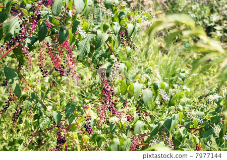 大量生長的黃色山牛糞 7977144