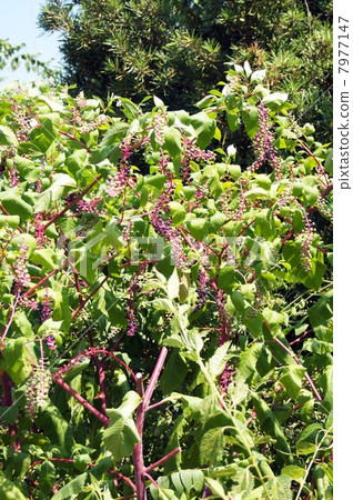 大量生長的黃色山牛糞 7977147