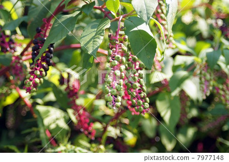 大量生長的黃色山牛糞 7977148