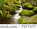 苔蘚葉子 7977377