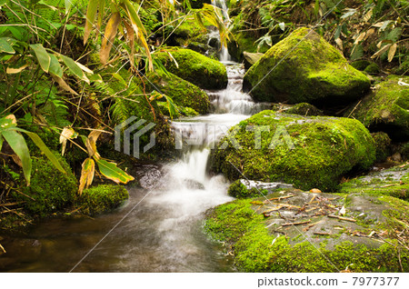 苔蘚葉子 7977377