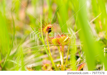 捕獲昆蟲的蛾蝦虎魚 7977378