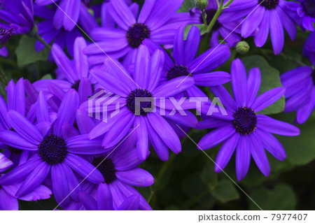 Senetti 7977407