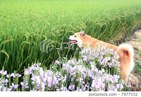 夏天米領域和狗 夏天米領域和狗 7977532