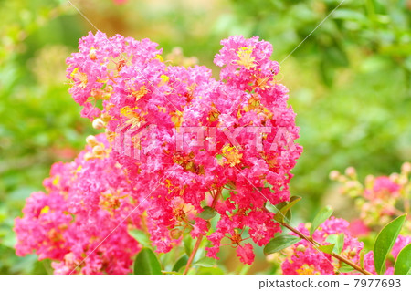 Flower of crape mybs Flower of crape mybs 7977693