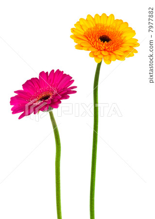 yellow and pink gerber 7977882