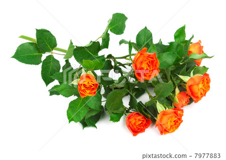 branch of roses 7977883