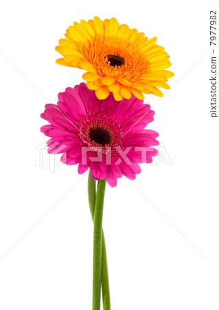 yellow and pink gerber yellow and pink gerber 7977982