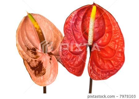 two anthurium 7978103
