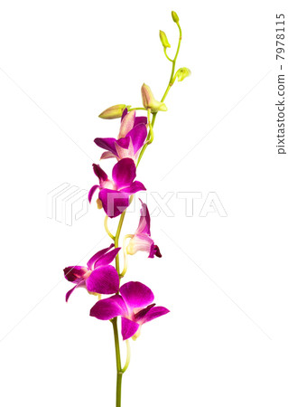purple orchid purple orchid 7978115