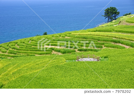 一千張白米飯 一千張白米飯 7978202