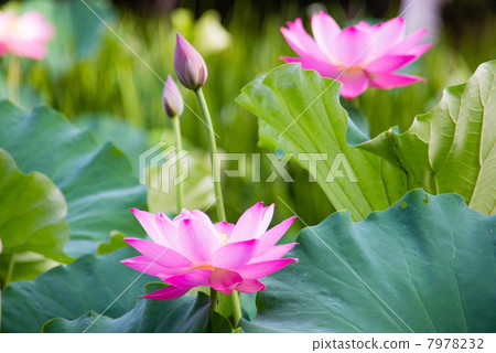 A lotus A lotus 7978232