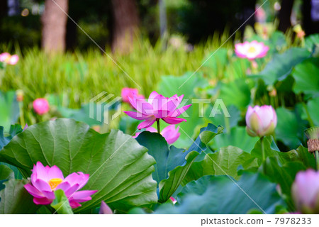 一朵蓮花 一朵蓮花 7978233