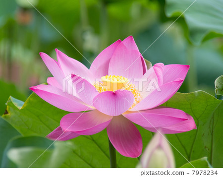 一朵蓮花 一朵蓮花 7978234