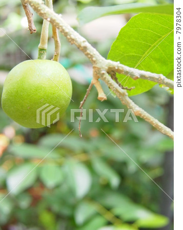 White Sapote White Sapote 7978304