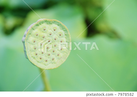 蓮花真的 7978582