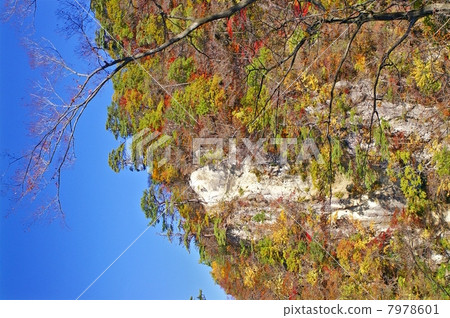 Naruko Gorge in autumn leaves (Osaki City, Miyagi Prefecture) 7978601