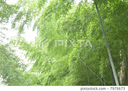 竹林 竹林 7978673