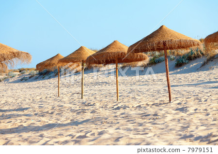 Umbrellas on the beach Umbrellas on the beach 7979151